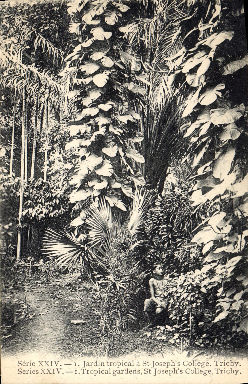 Vintage Postcard tropical Jardin has St Joseph' S College Trichy