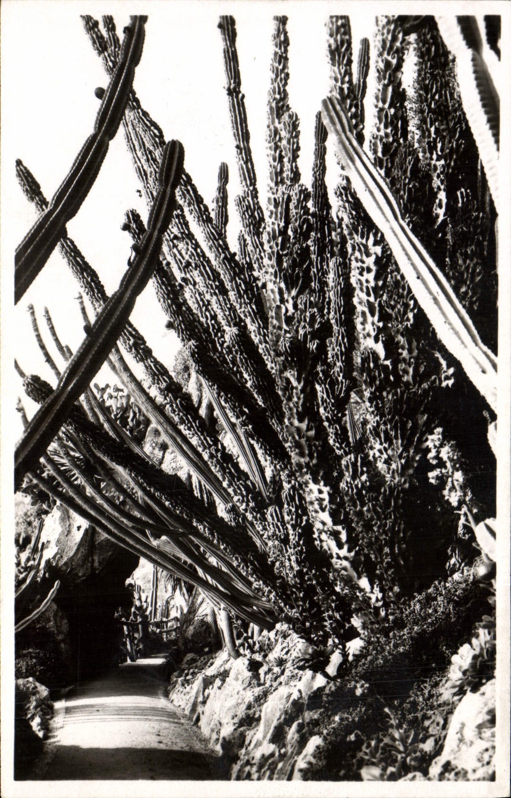 Modern Postcard Monaco the exotic gardens Cereus monstruosus
