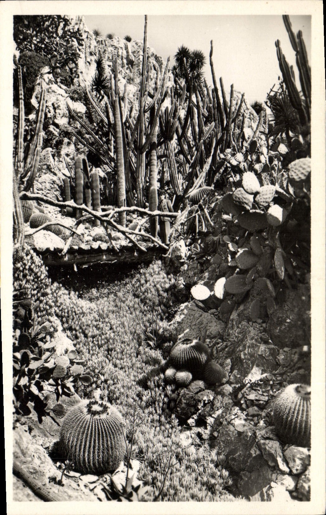 Exotic Modern Postcard Garden of Monaco the torrent of Klenia Cereus