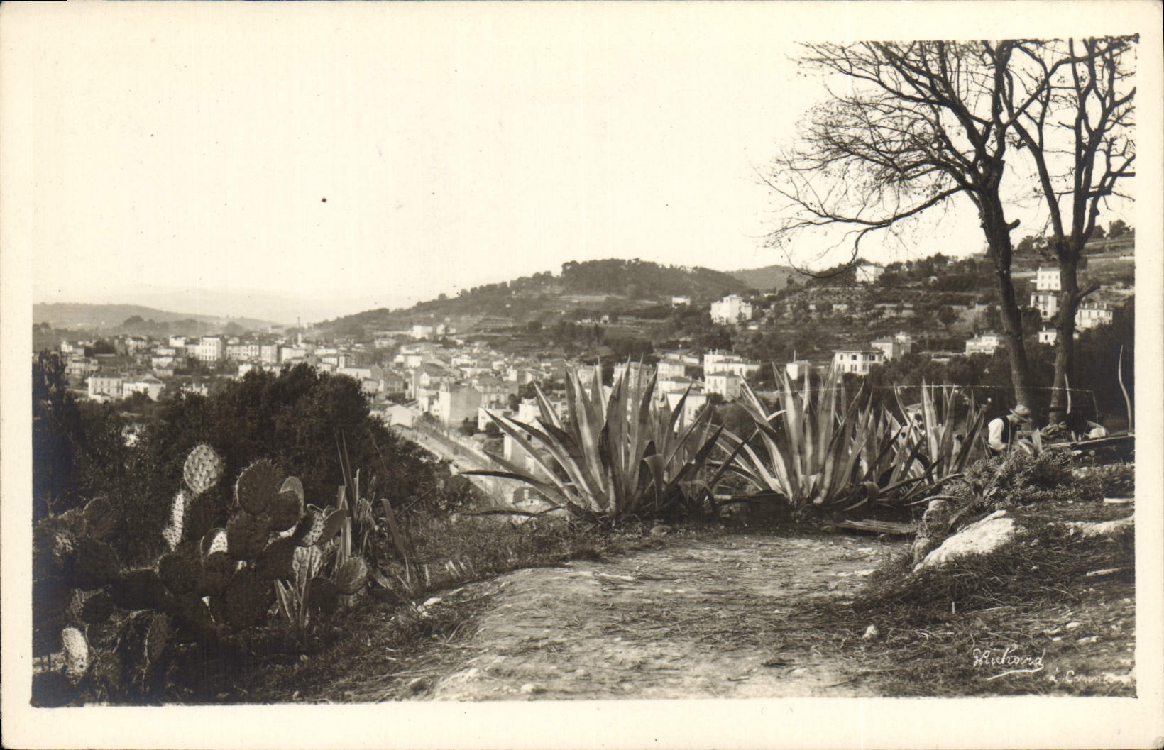 Vintage Postcard Landscape Cactus