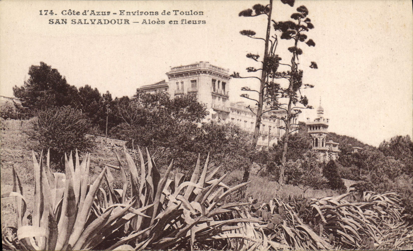 Vintage Postcard San Salvadour Aloe in flowers Surroundings of Toulon