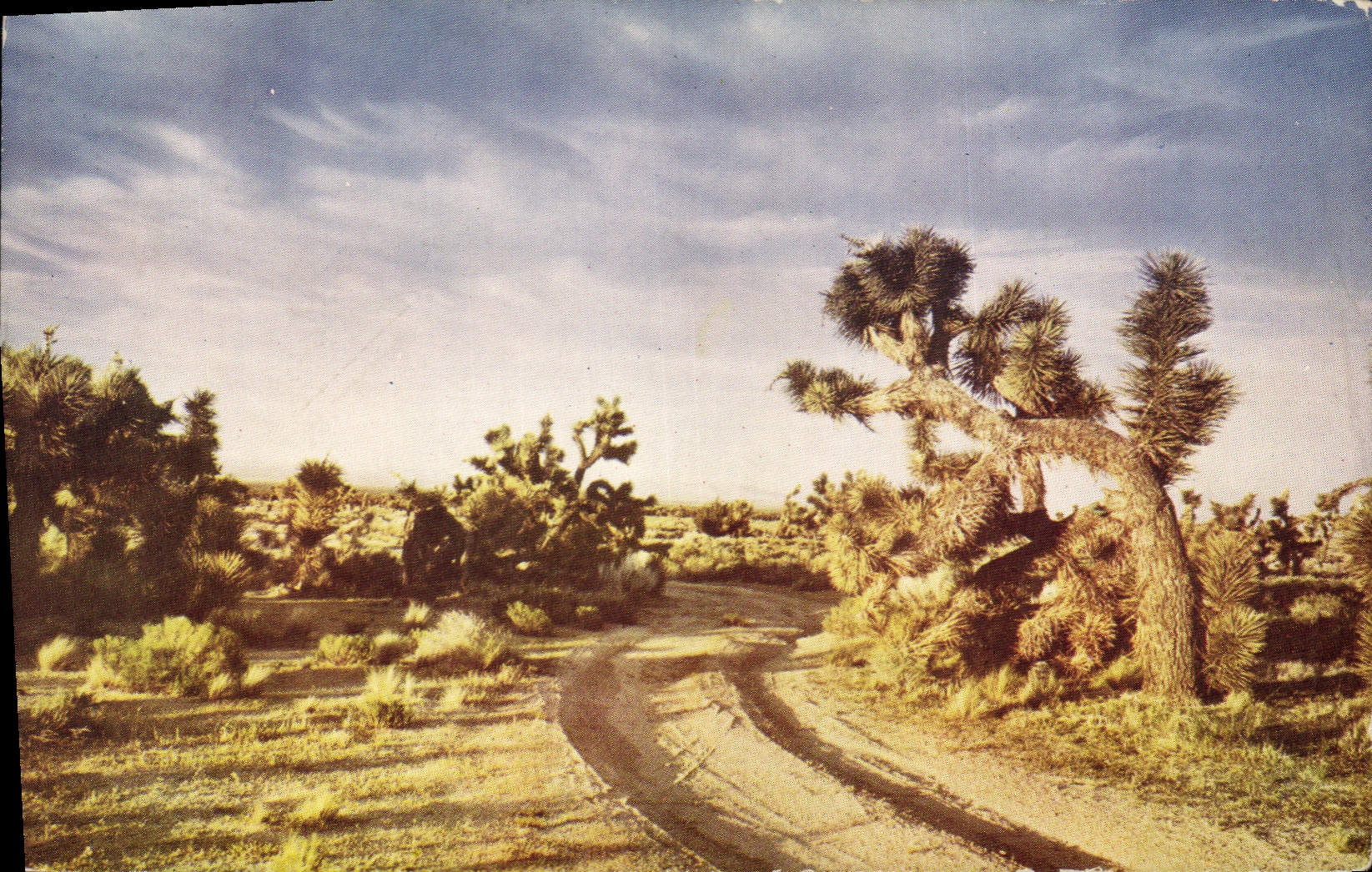 Modern Postcard Desert Joshua Tree Sentinel of the deserted