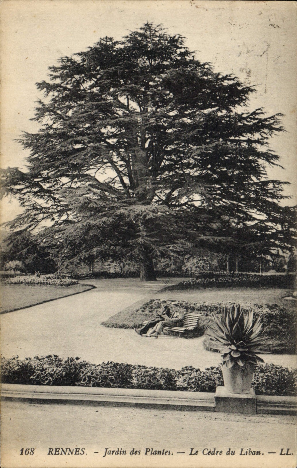 Vintage Postcard Tree Rennes Botanical garden the cedar of Lebanon