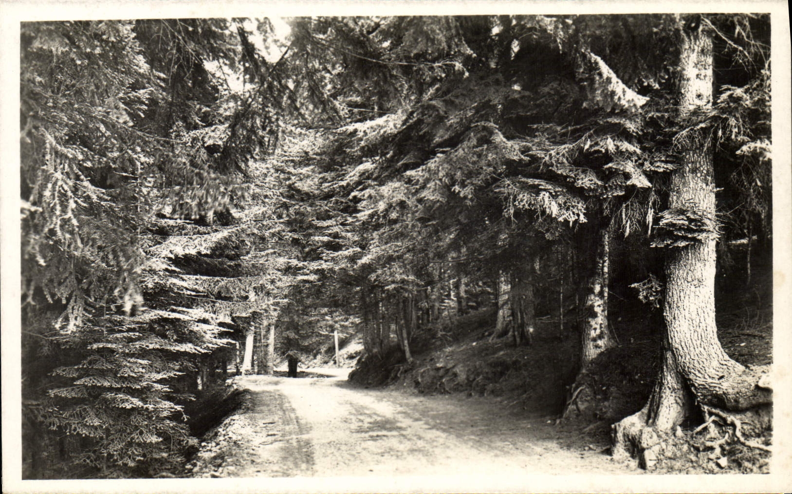 Vintage Postcard Arbre Peira Undermined Road and drill of Turuni