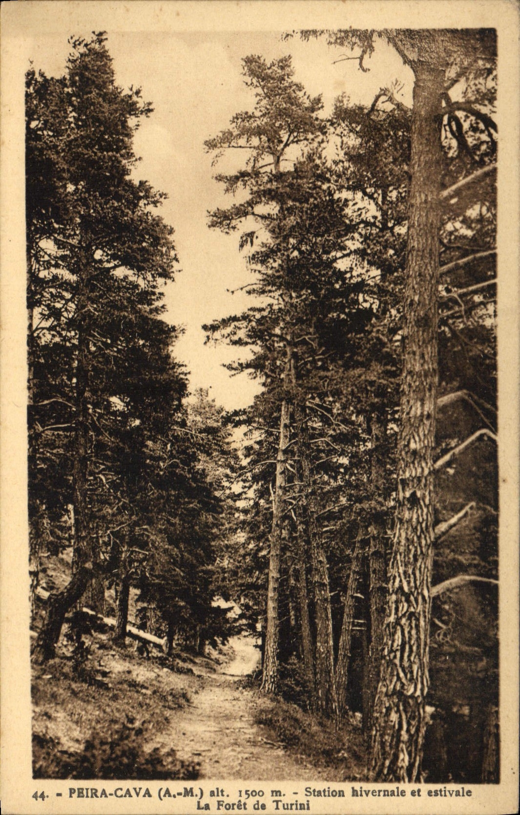 Vintage Postcard Arbre Peira Undermined winter and estival Station the drill of Turini