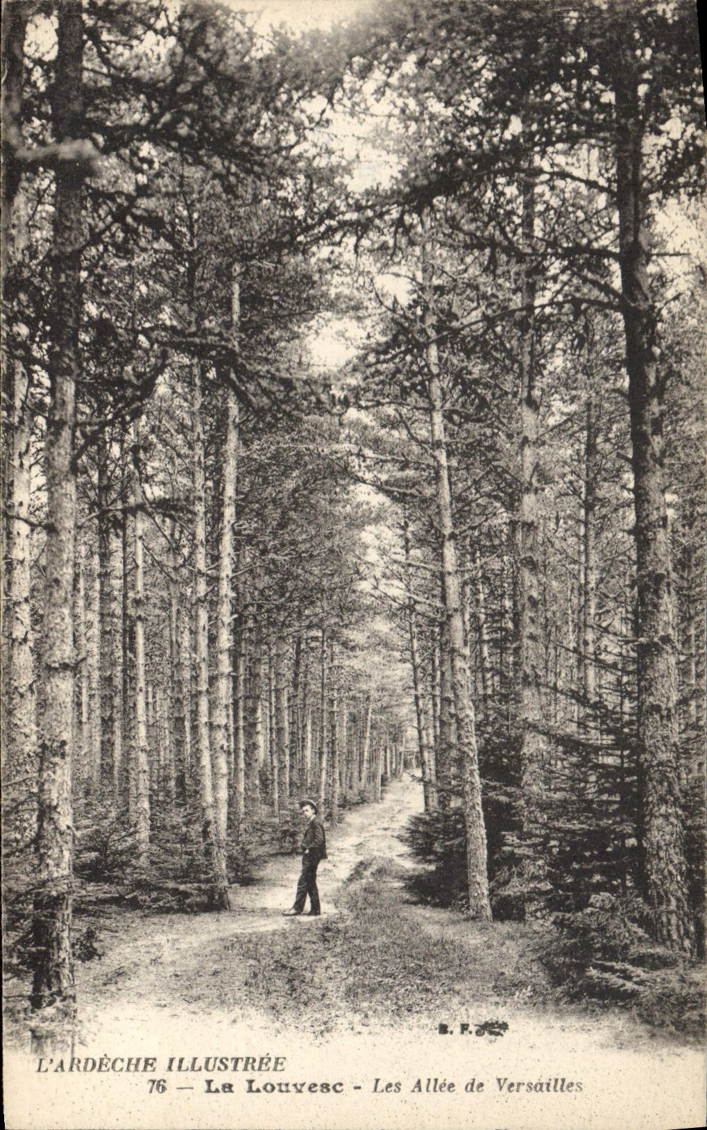 Vintage Postcard Tree Louvesc the alley of Versailles