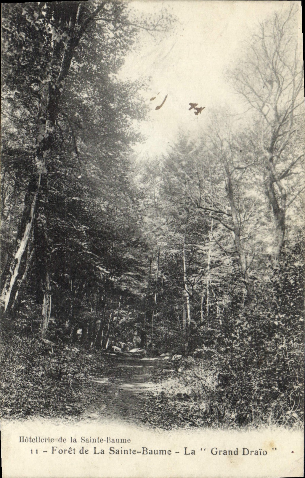 Vintage Postcard Tree Drill of Holy the Balsam Large Draio