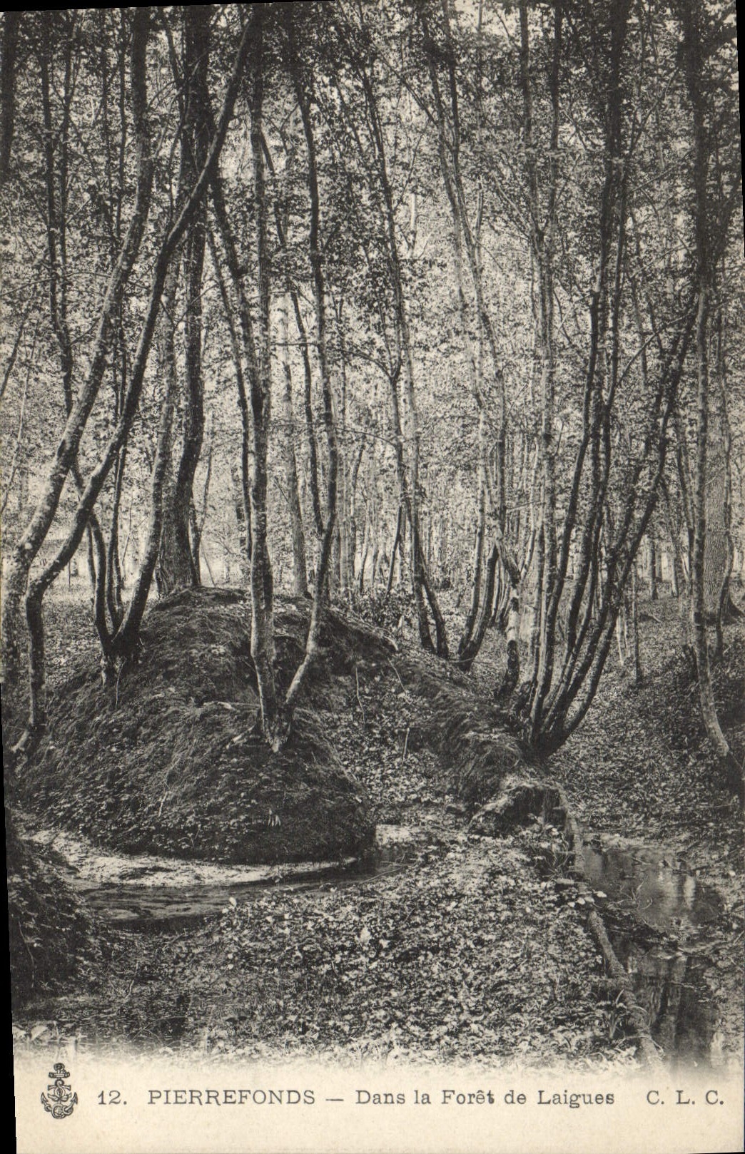 Vintage Postcard Pierrefonds Tree In the drill of Laigues