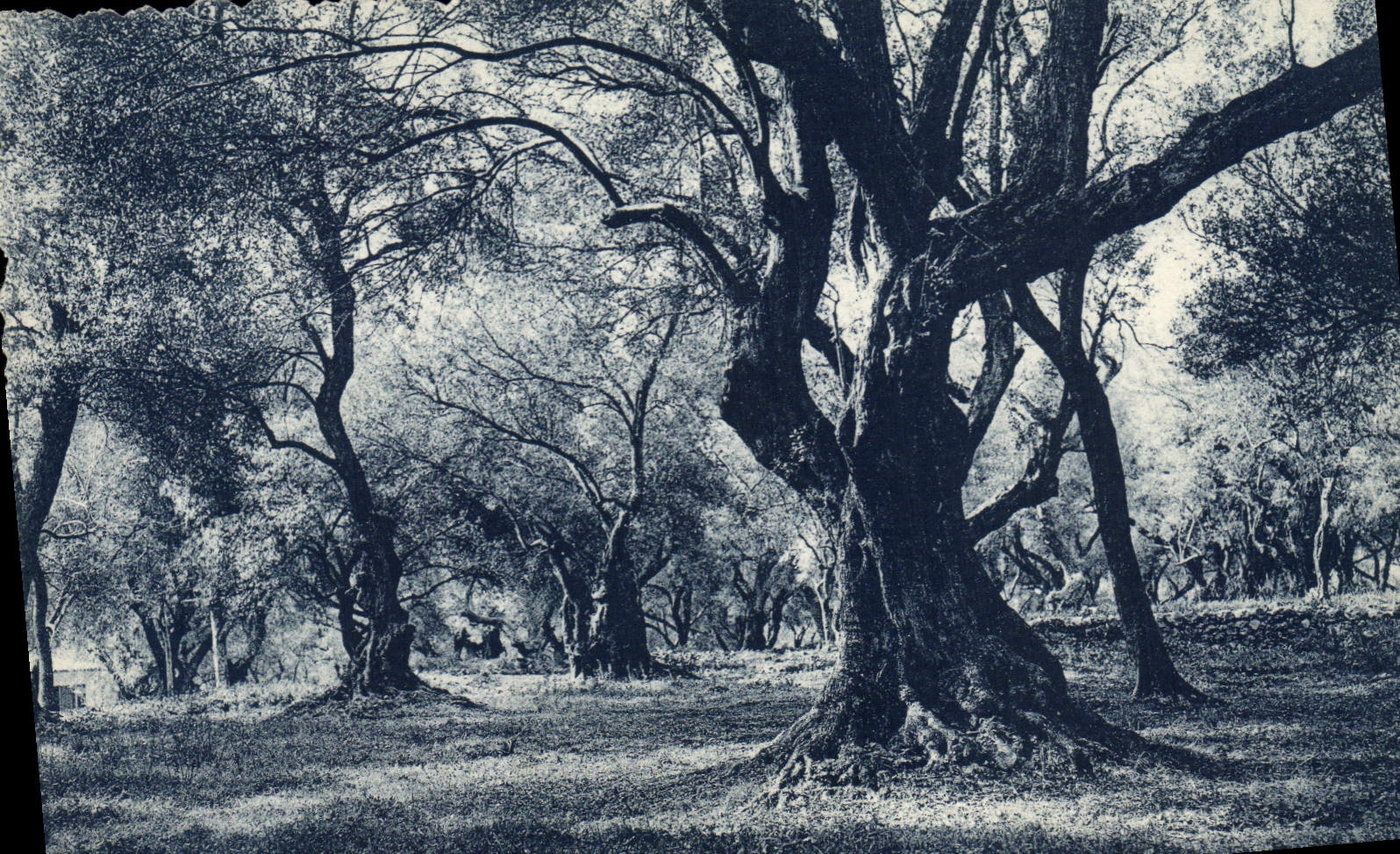Vintage Postcard Tree Cape Martins Olivier