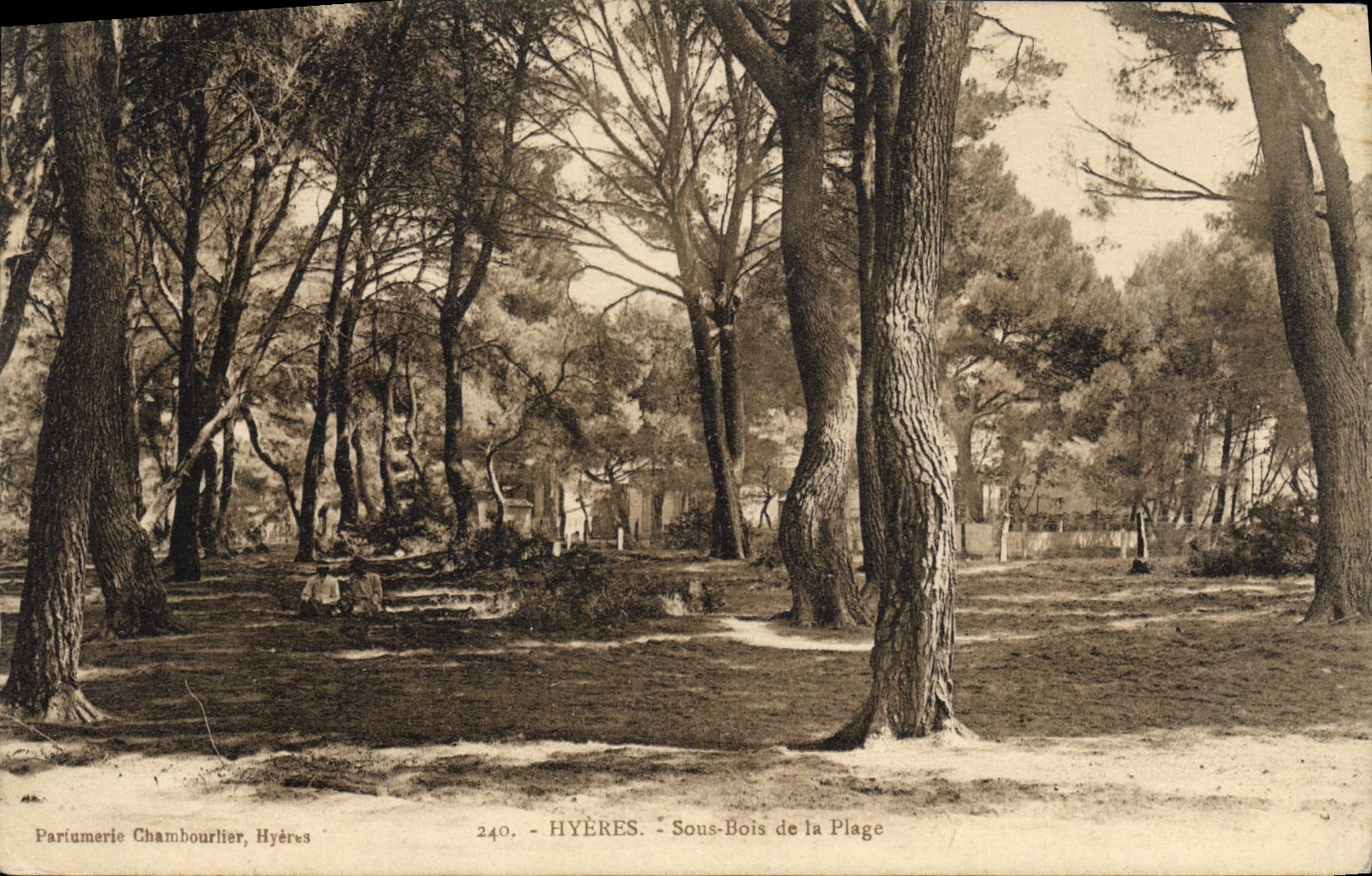 Vintage Postcard Hyeres Tree Under wood of the beach