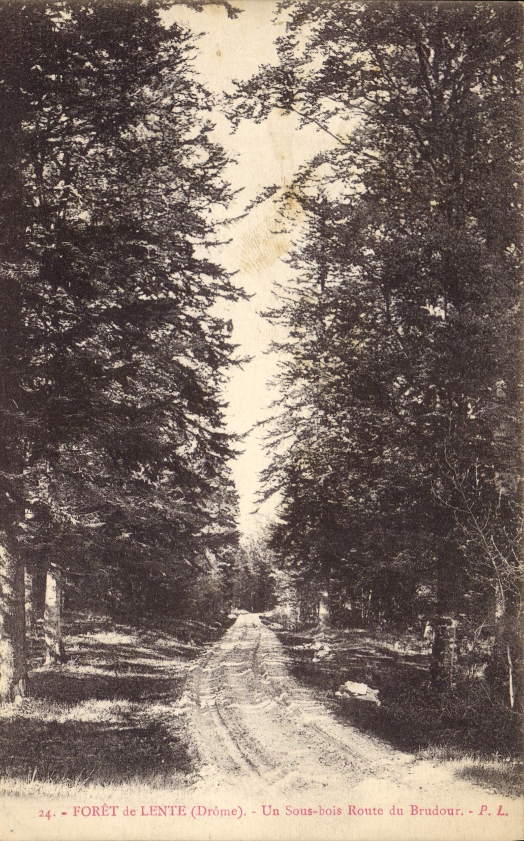 Vintage Postcard Tree Drill of Slow under wood Road of Brudour