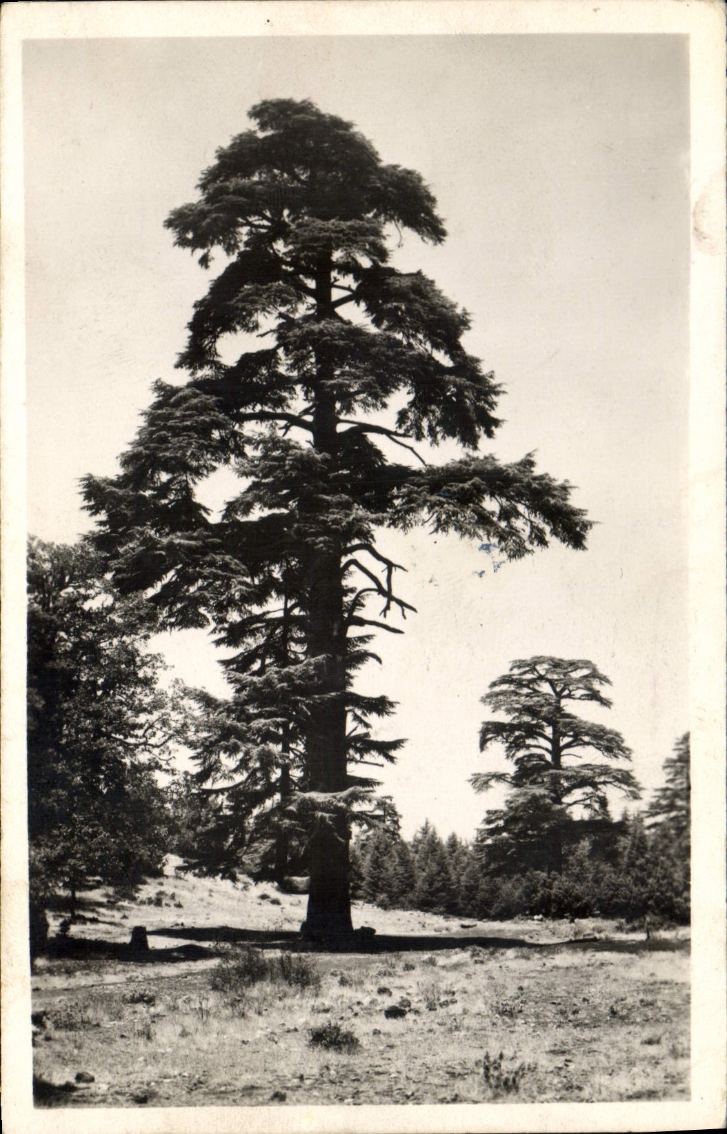 Vintage Postcard Tree Surroundings of Azrou the Gouraud Cedar