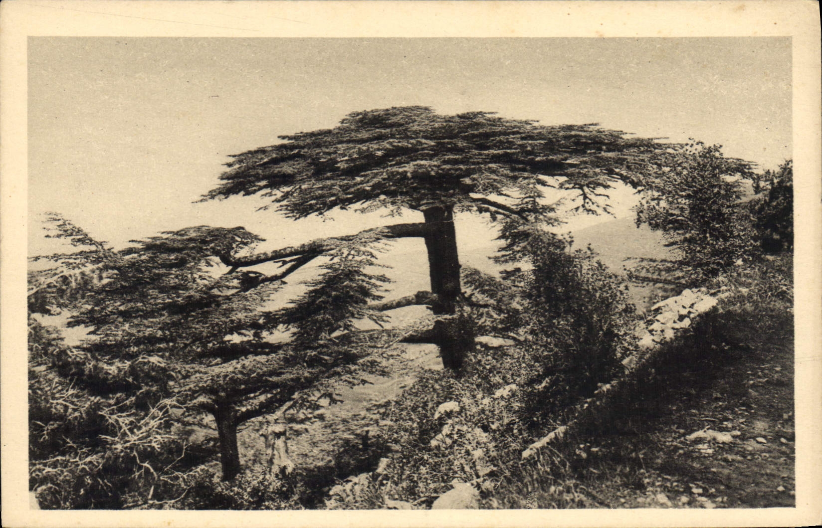 Vintage Postcard Tree Algeria Drill of cedars