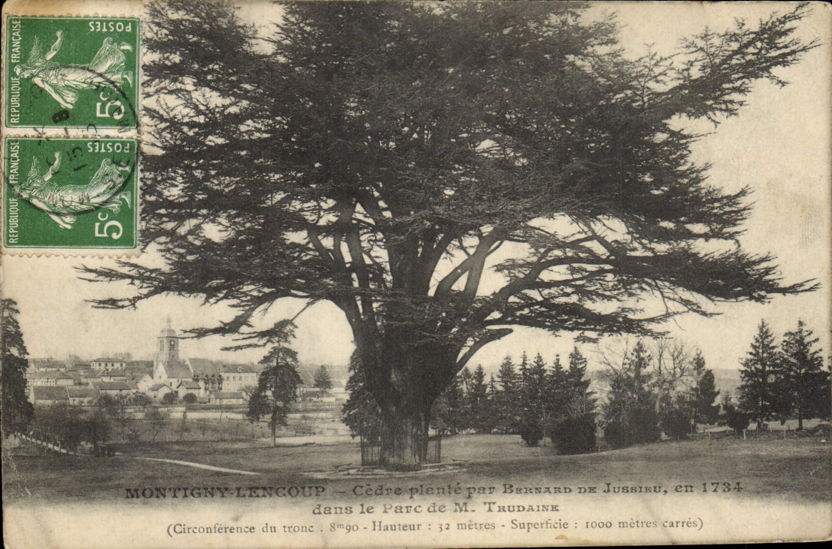Vintage Postcard Arbre Montigny Lencoup Cedre plants by Bernard de Jussieu in the park of Mr. Trudaine