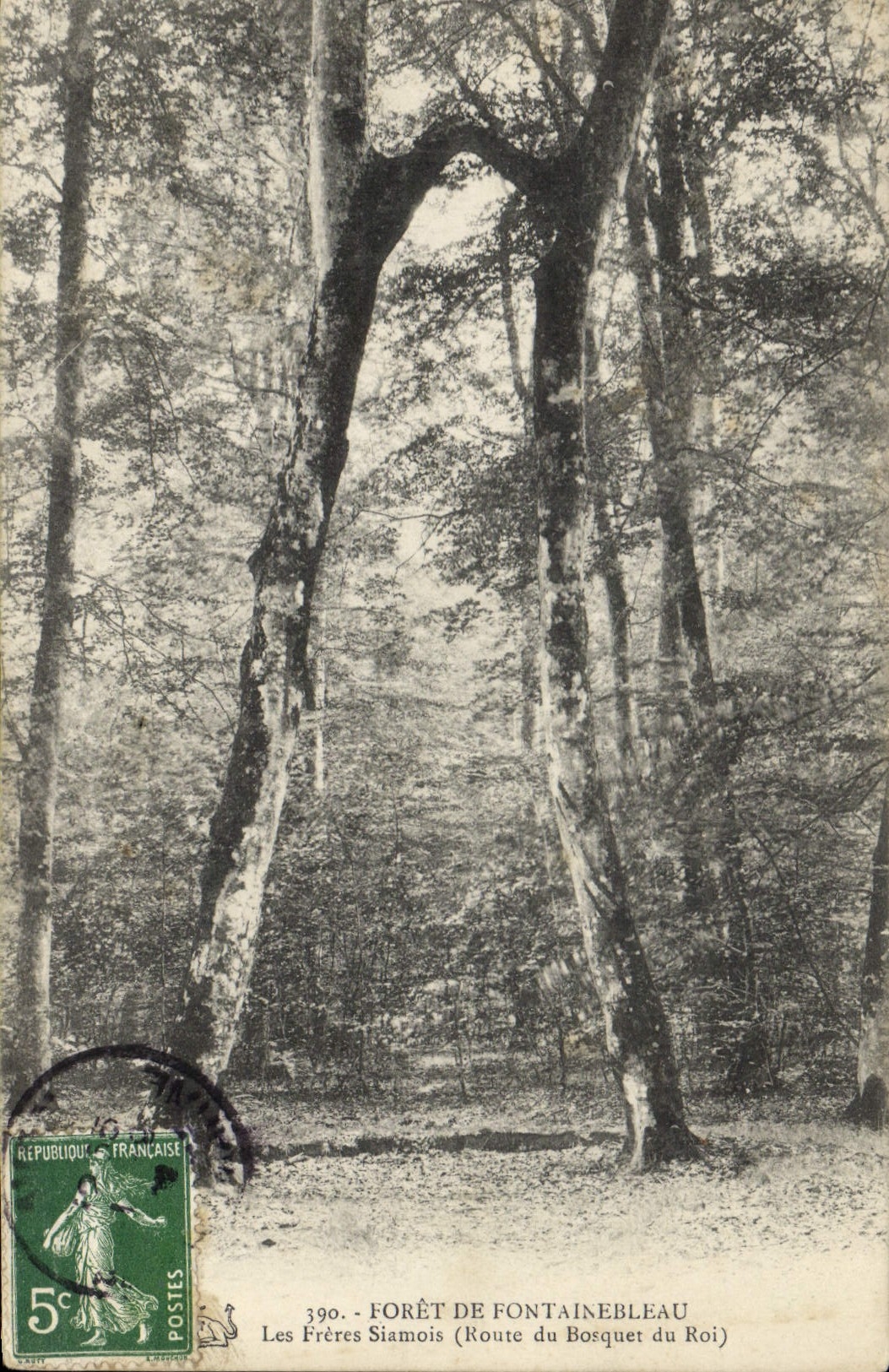 Vintage Postcard Tree Drill of Fontainebleau Siamese twins Road of the Thicket of the King