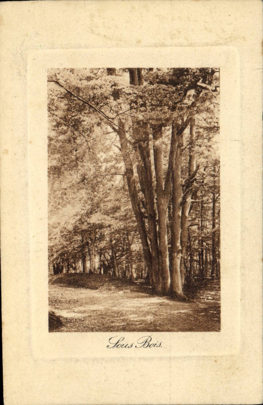 Vintage Postcard Tree Under wood
