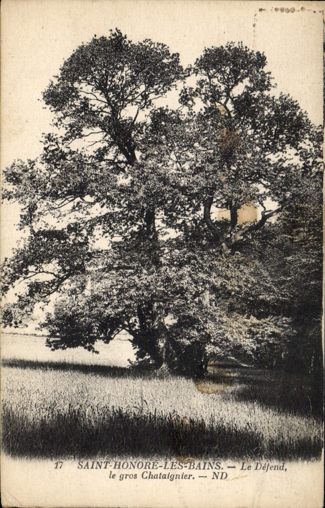 Vintage Postcard Holy Arbre Honours the Baths Defends It the large chatiagnier