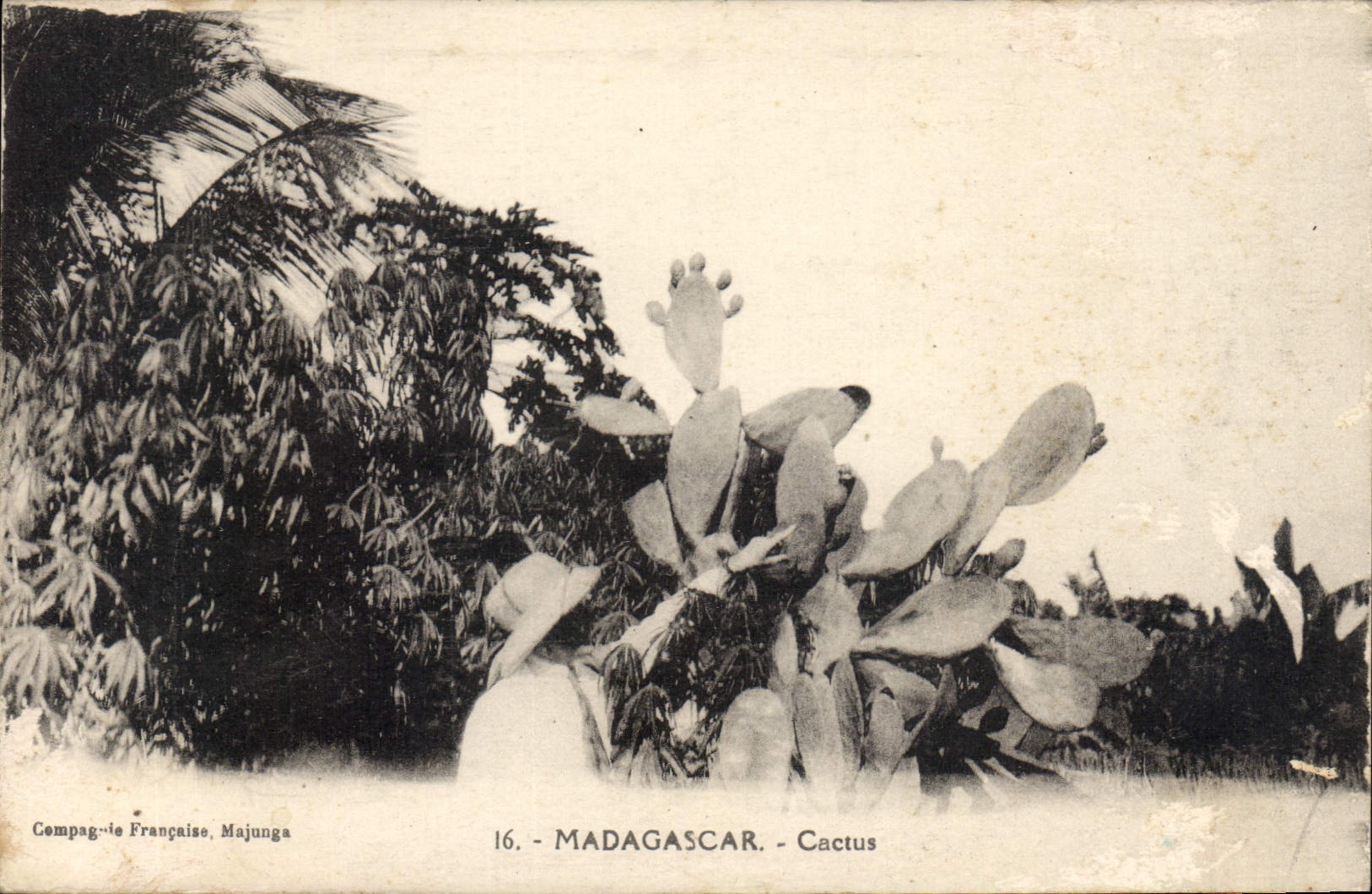 Vintage Postcard Flowers Madagascar Cactus