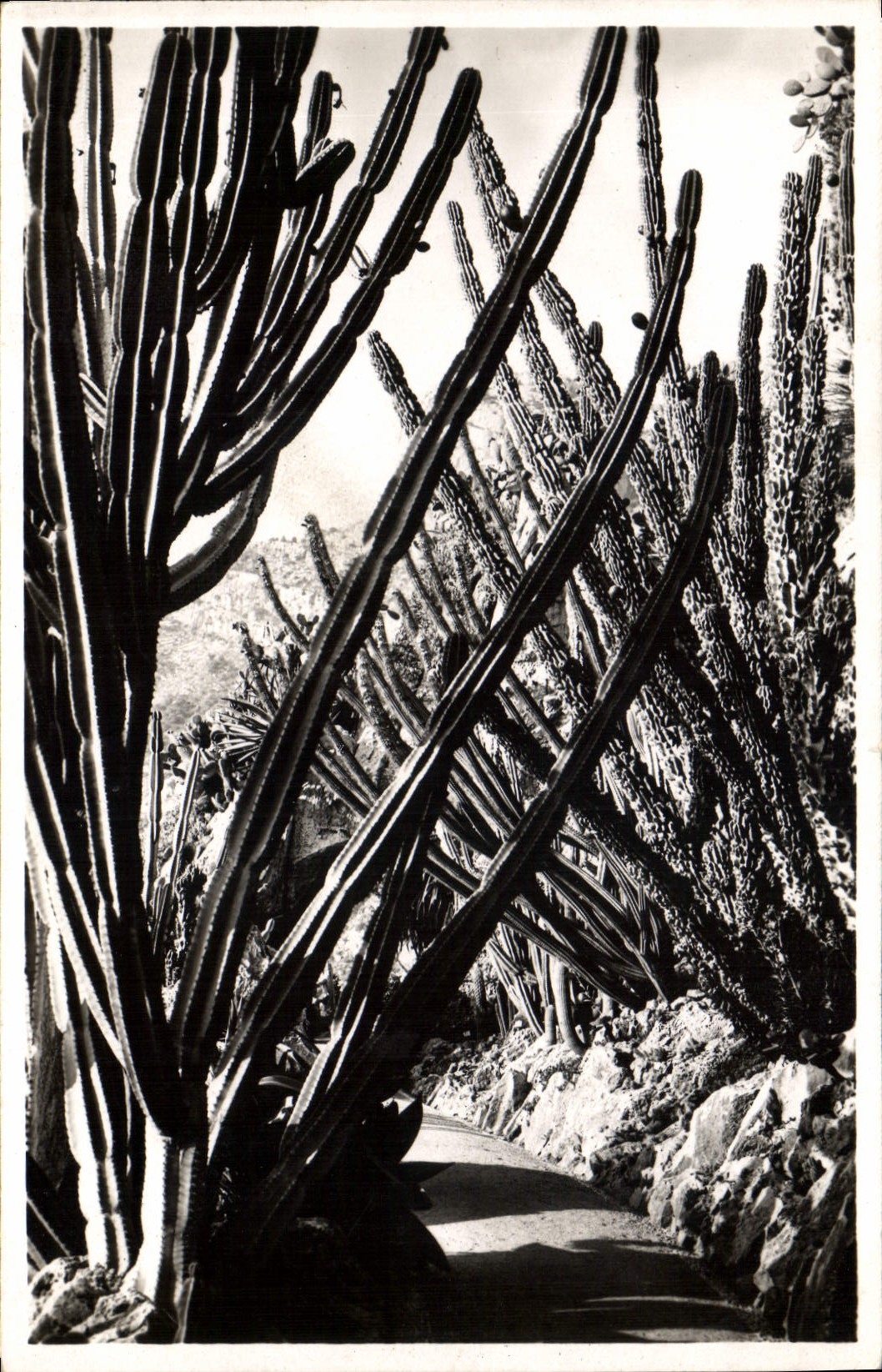 Modern Postcard Flowers the exotic gardens Cereus validus Monstruosus