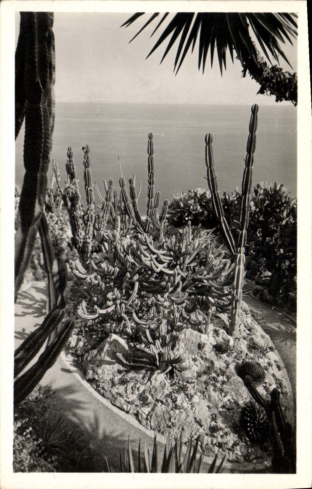 Modern Postcard Fleurs exotic Garden of Monaco Groups of Cereus Geometrisans Agaves Cereus and Opuntis various