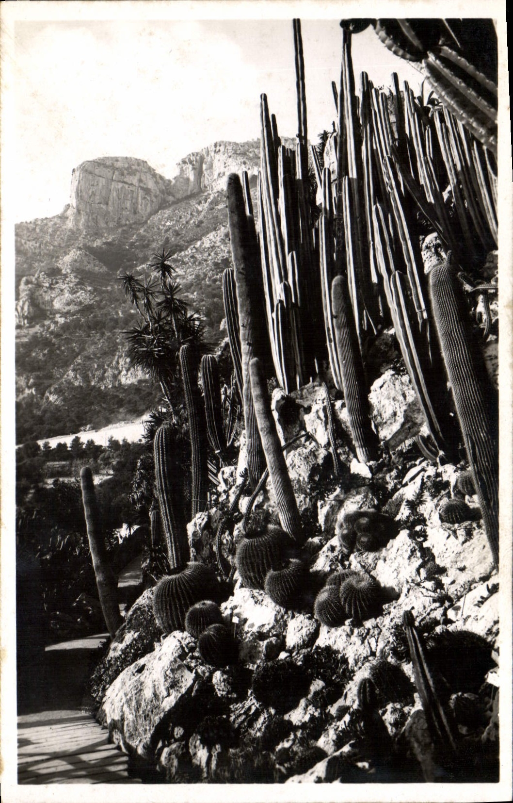 Modern Postcard Monaco Flowers exotic gardens Hedgehog cactus and various Cereus Monaco