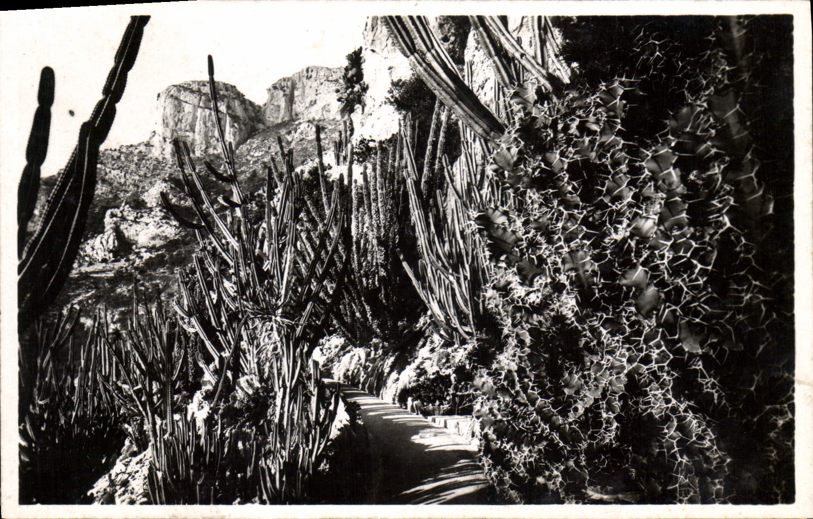 Vintage Postcard Monaco Flowers the exotic gardens various Euphrbes and Cereus
