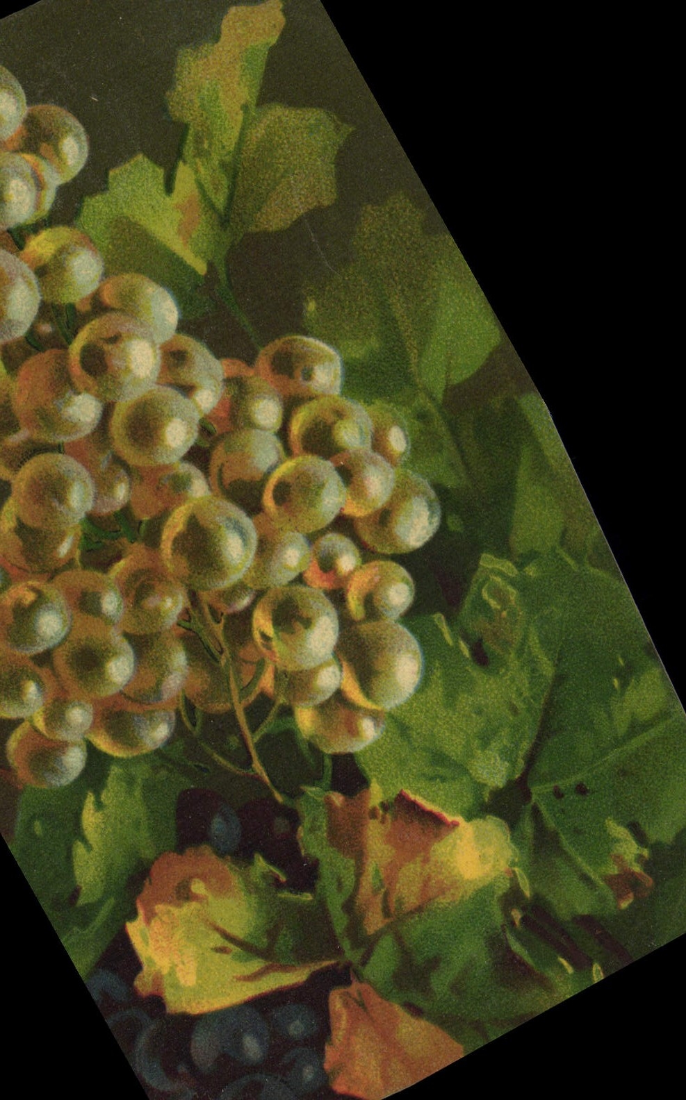 Vintage Postcard Flowers Grapes