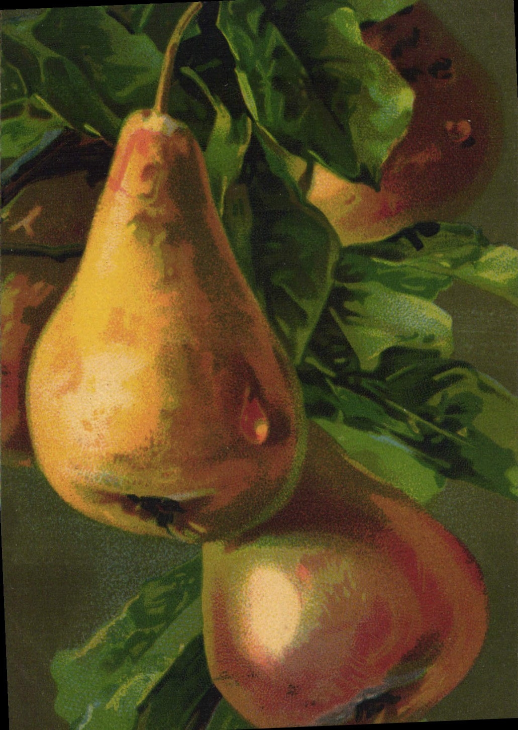 Vintage Postcard Pears