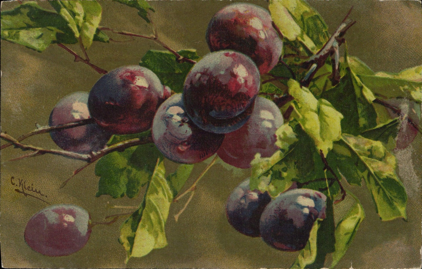 Vintage Postcard Plums