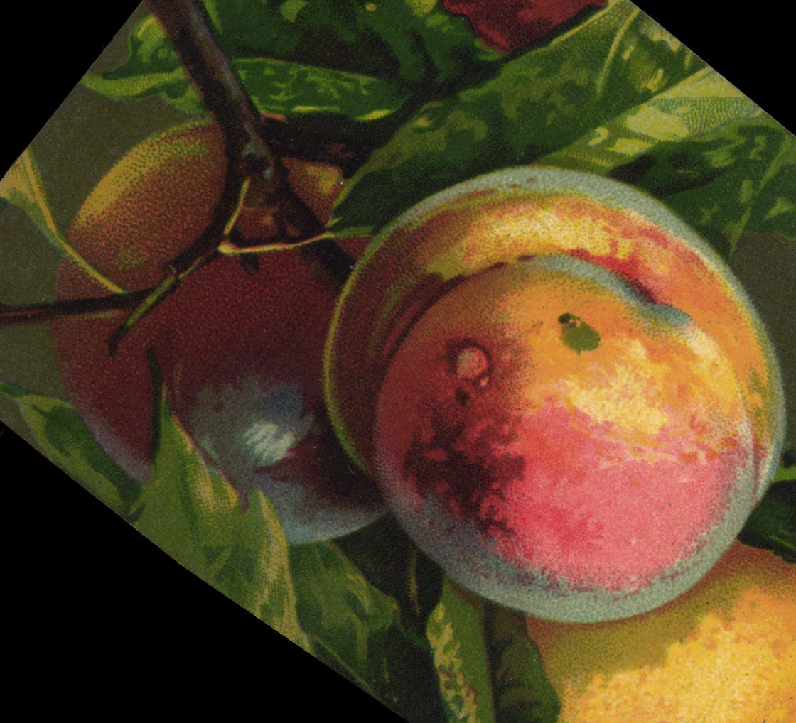 Vintage Postcard Fishings