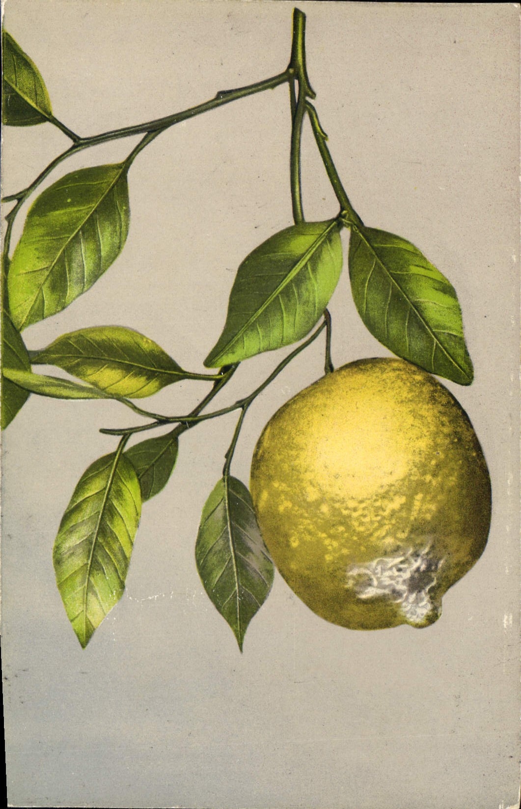 Vintage Postcard Lemons