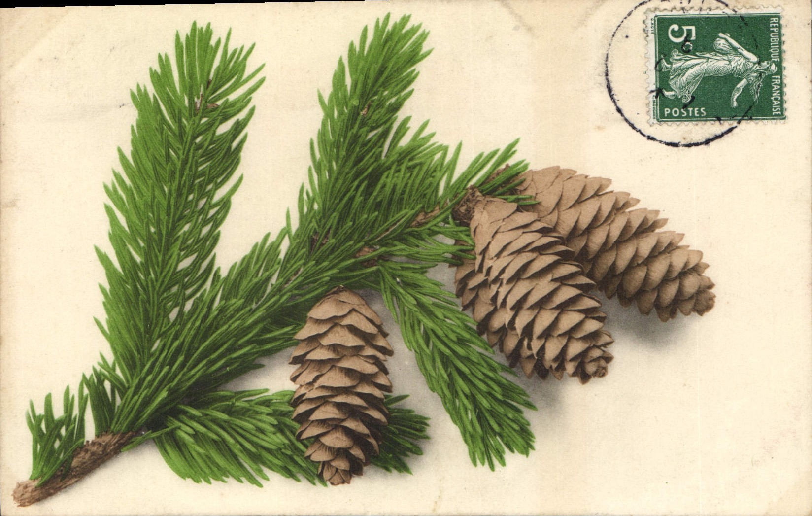 Vintage Postcard Pines
