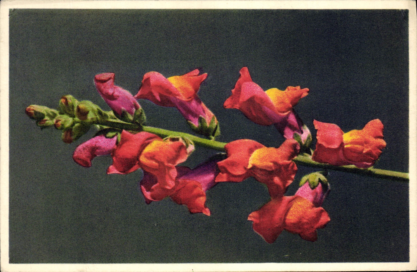 Vintage Postcard Fantasy Snapdragon Flowers