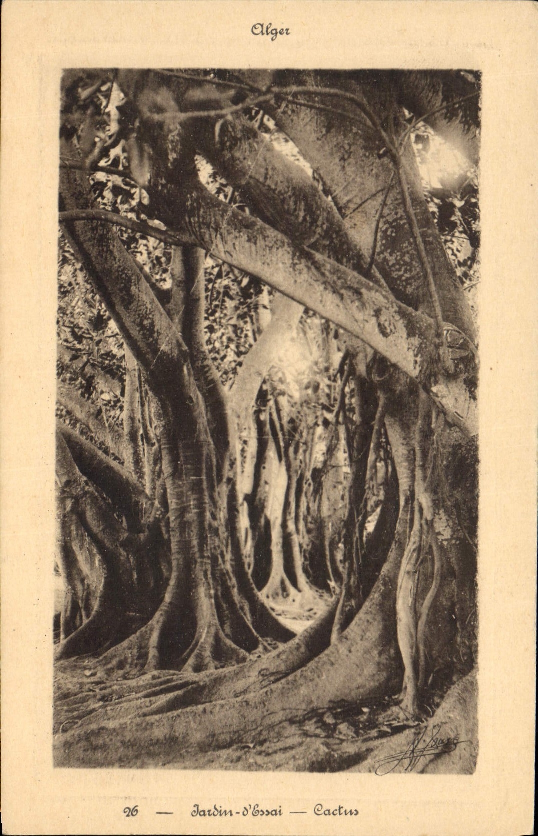 Vintage Postcard Tree Algiers Garden of test
