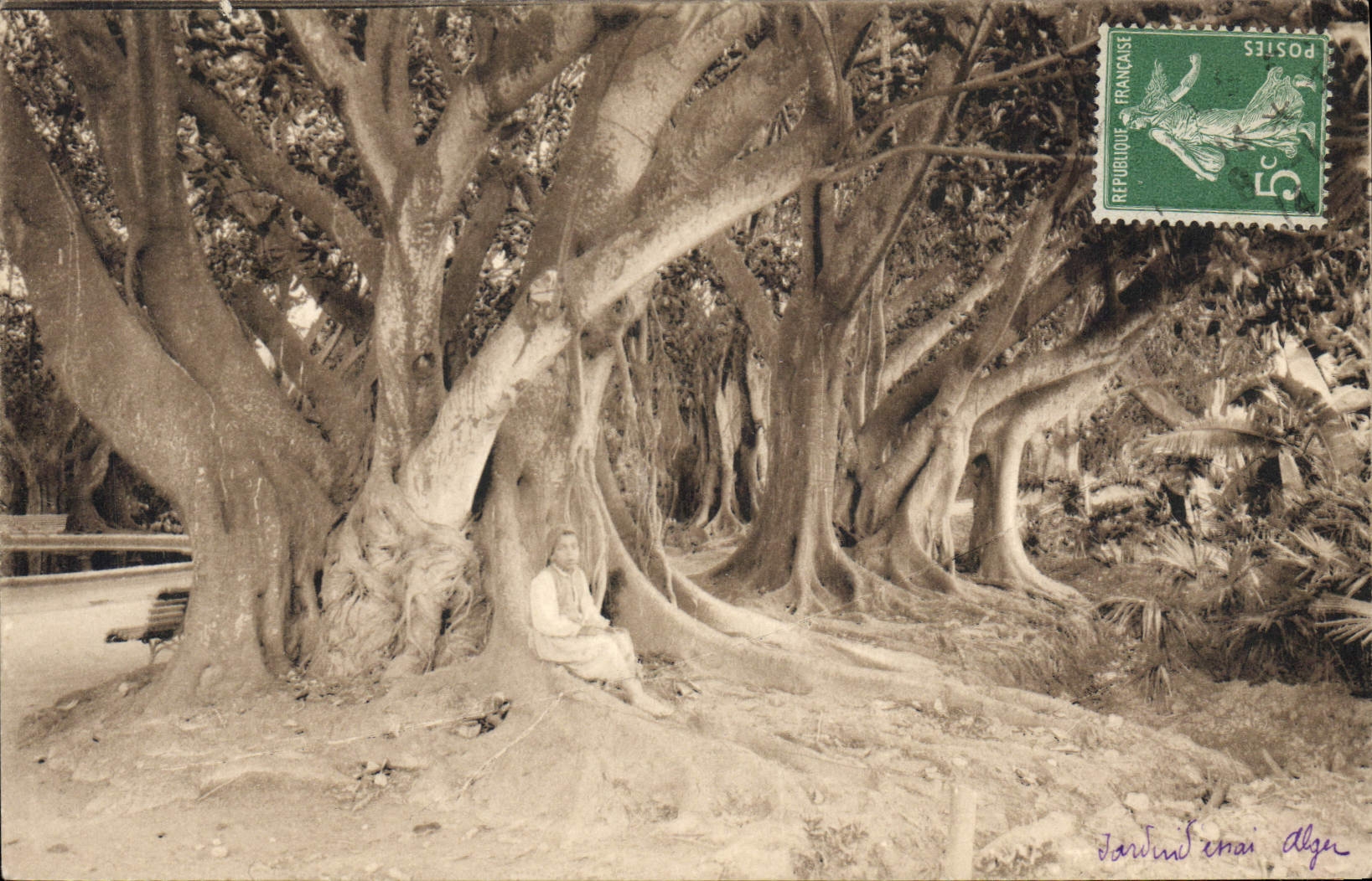 Vintage Postcard Algiers Tree