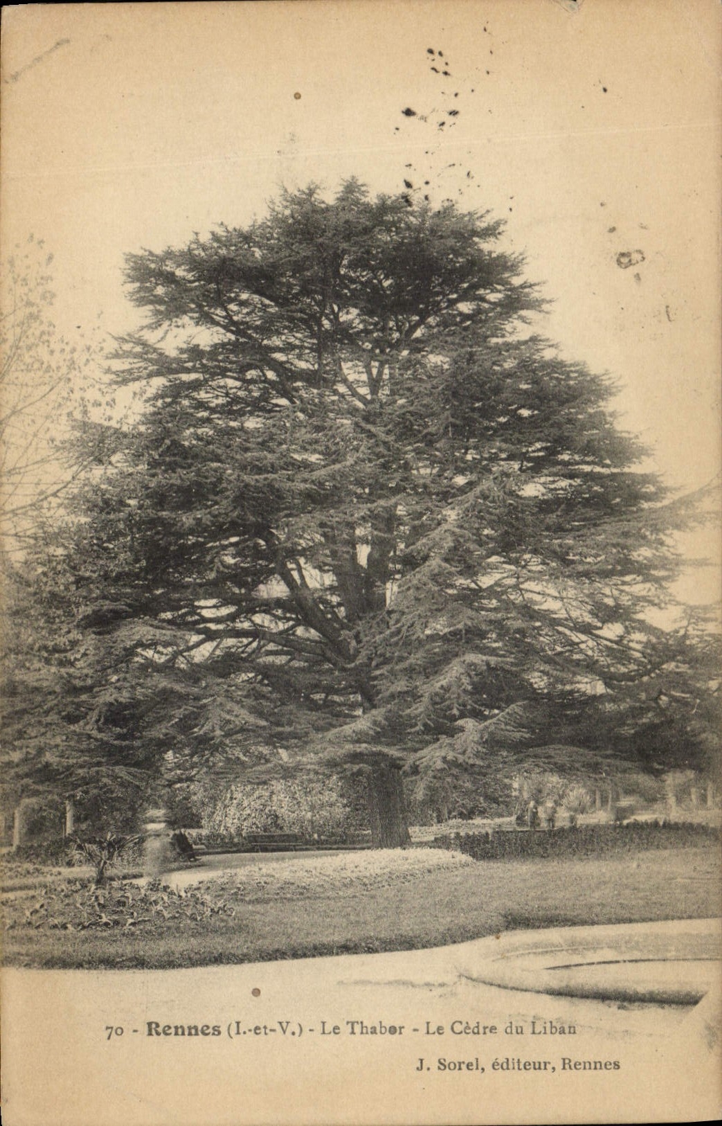 Vintage Postcard Rennes Tree Thabor the cedar of Lebanon