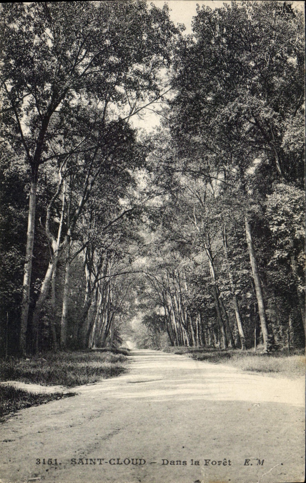 Vintage Postcard Holy Tree Cloud In the drill