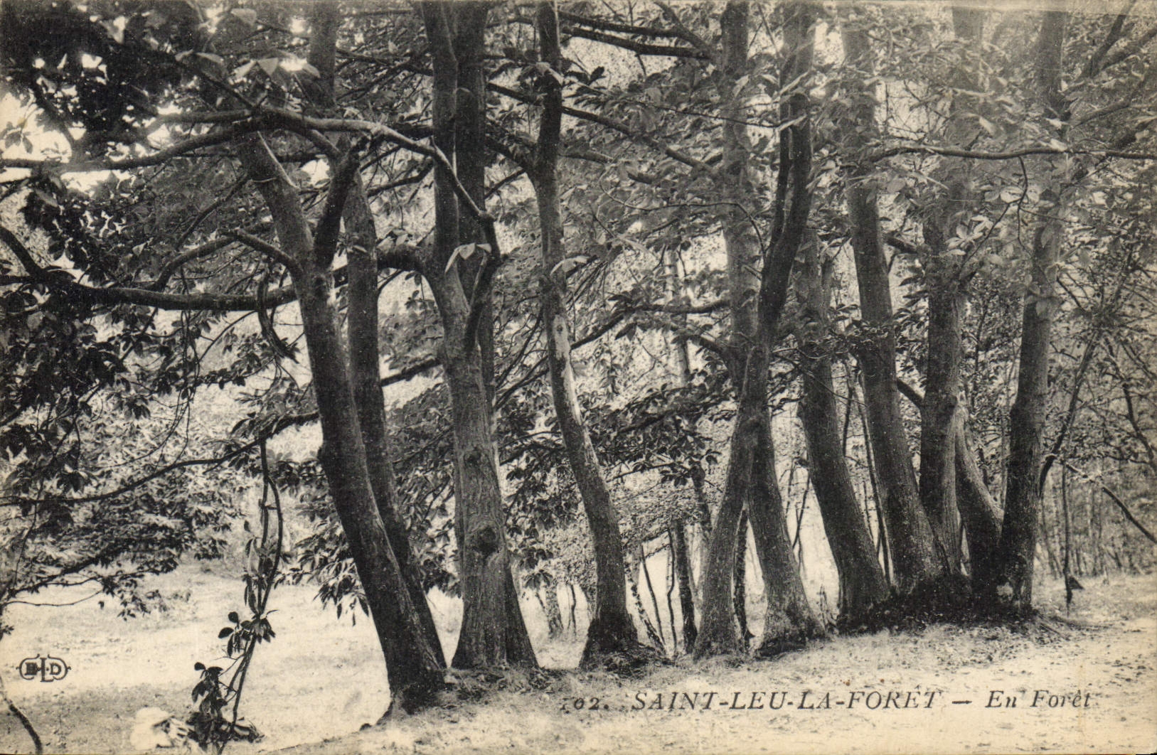 Vintage Postcard Holy Tree Leu the Drill Out of drill