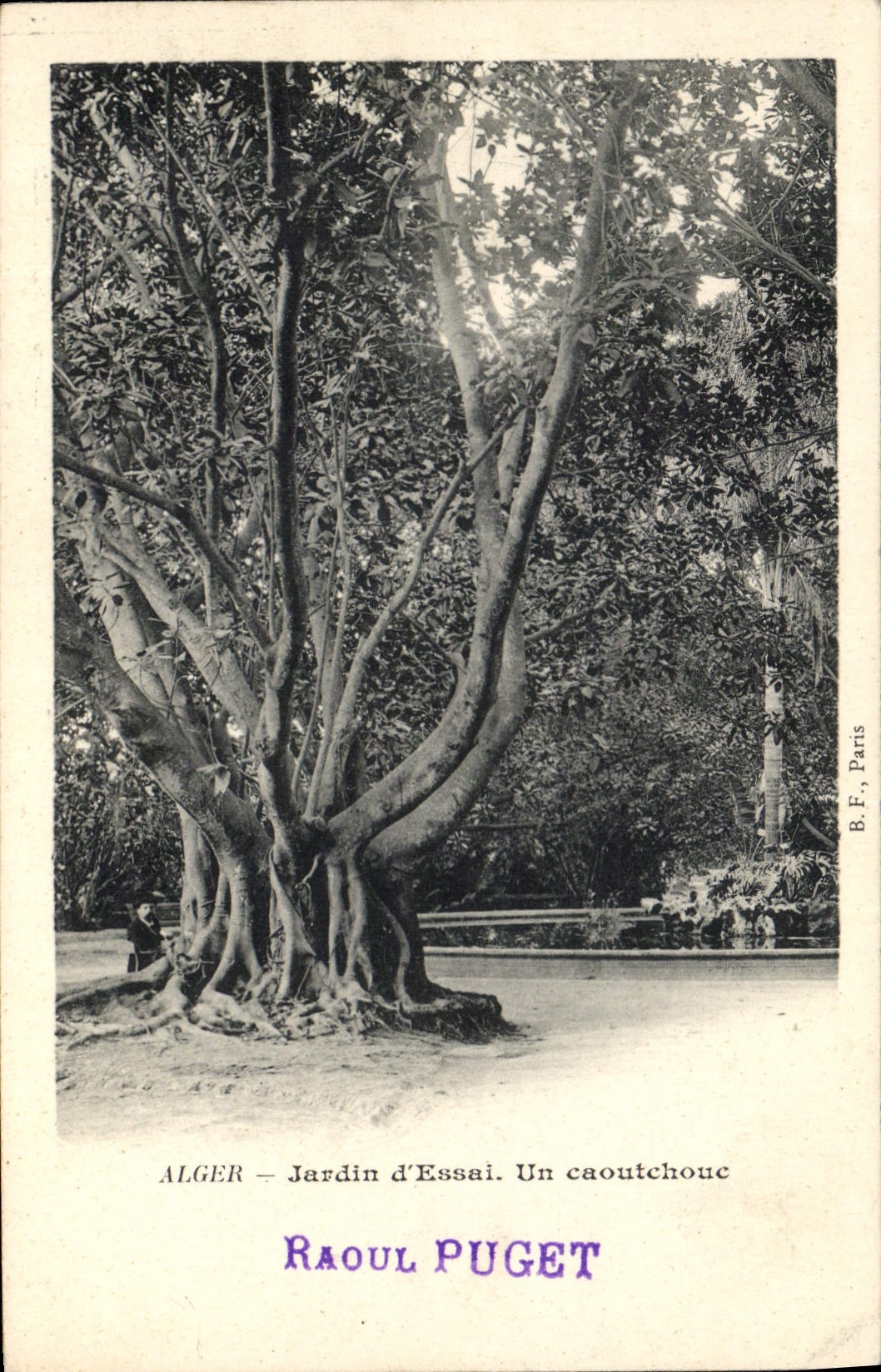 Vintage Postcard Tree Algiers Garden of test a rubber