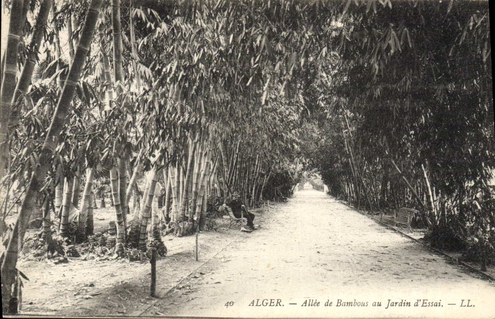 Vintage Postcard Algiers Tree Gone from bamboos to the garden of test