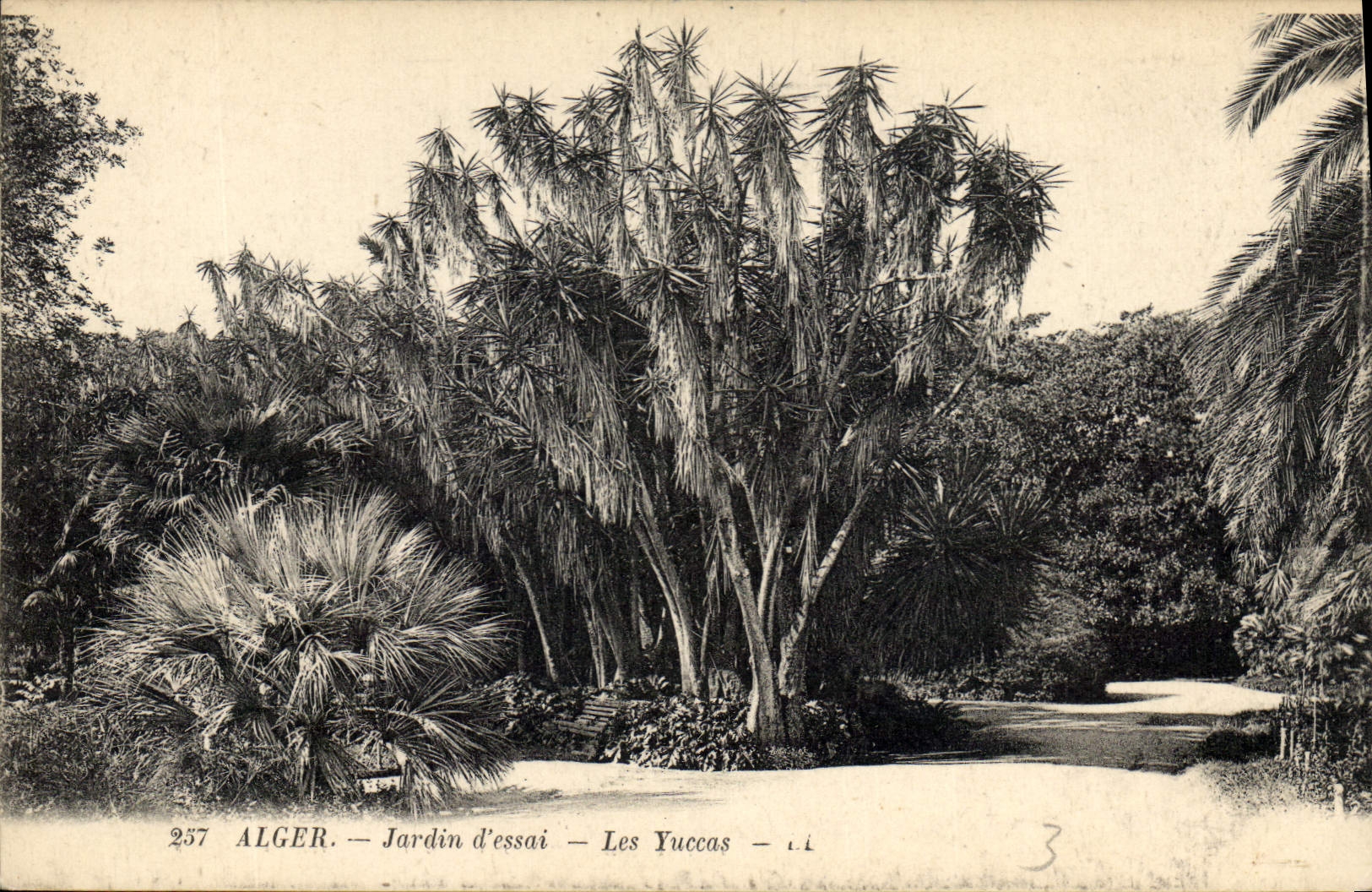 Vintage Postcard Tree Algiers Garden of test Yuccas