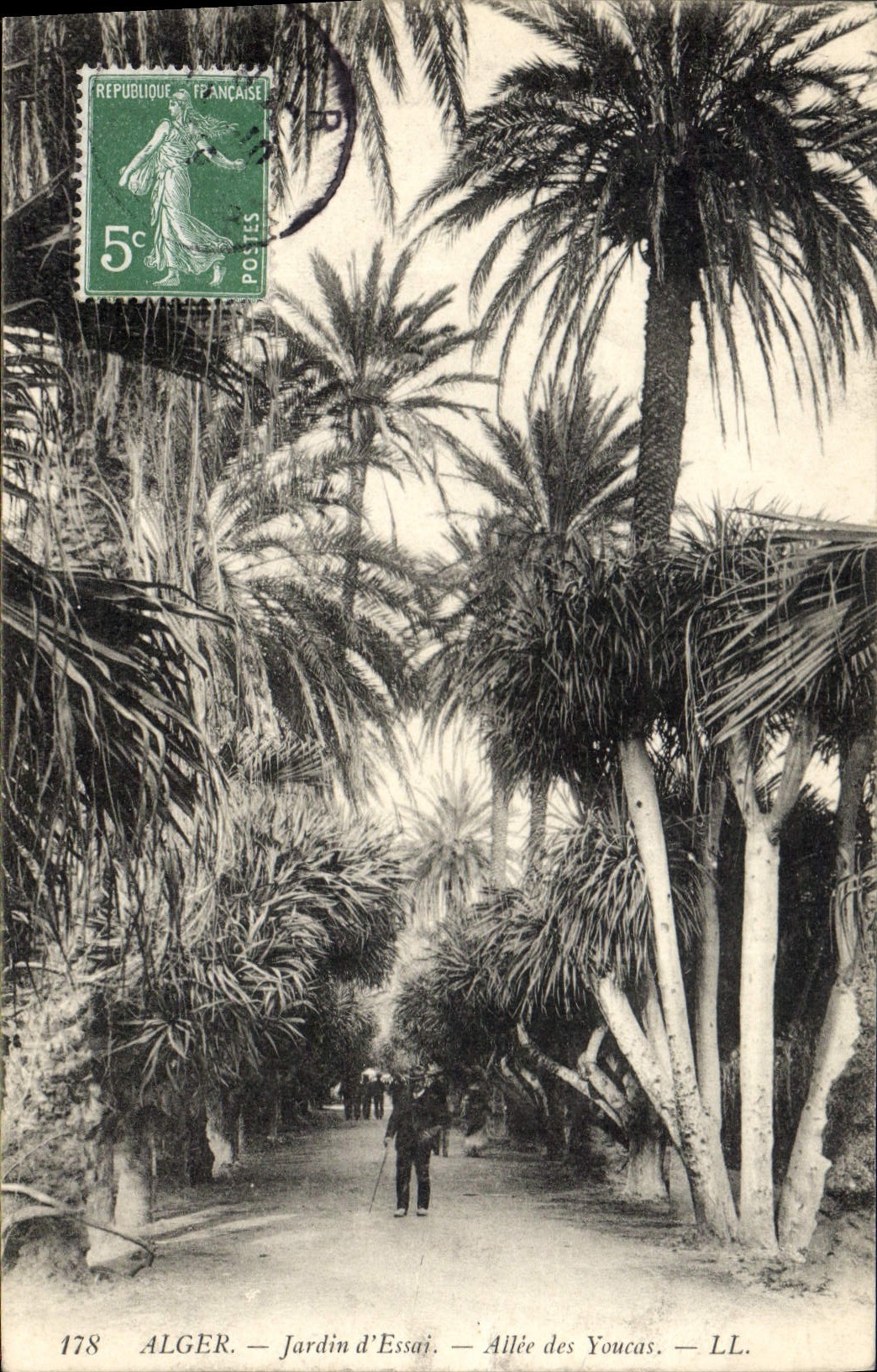 Vintage Postcard Tree Algiers Garden of test Gone of Youcas