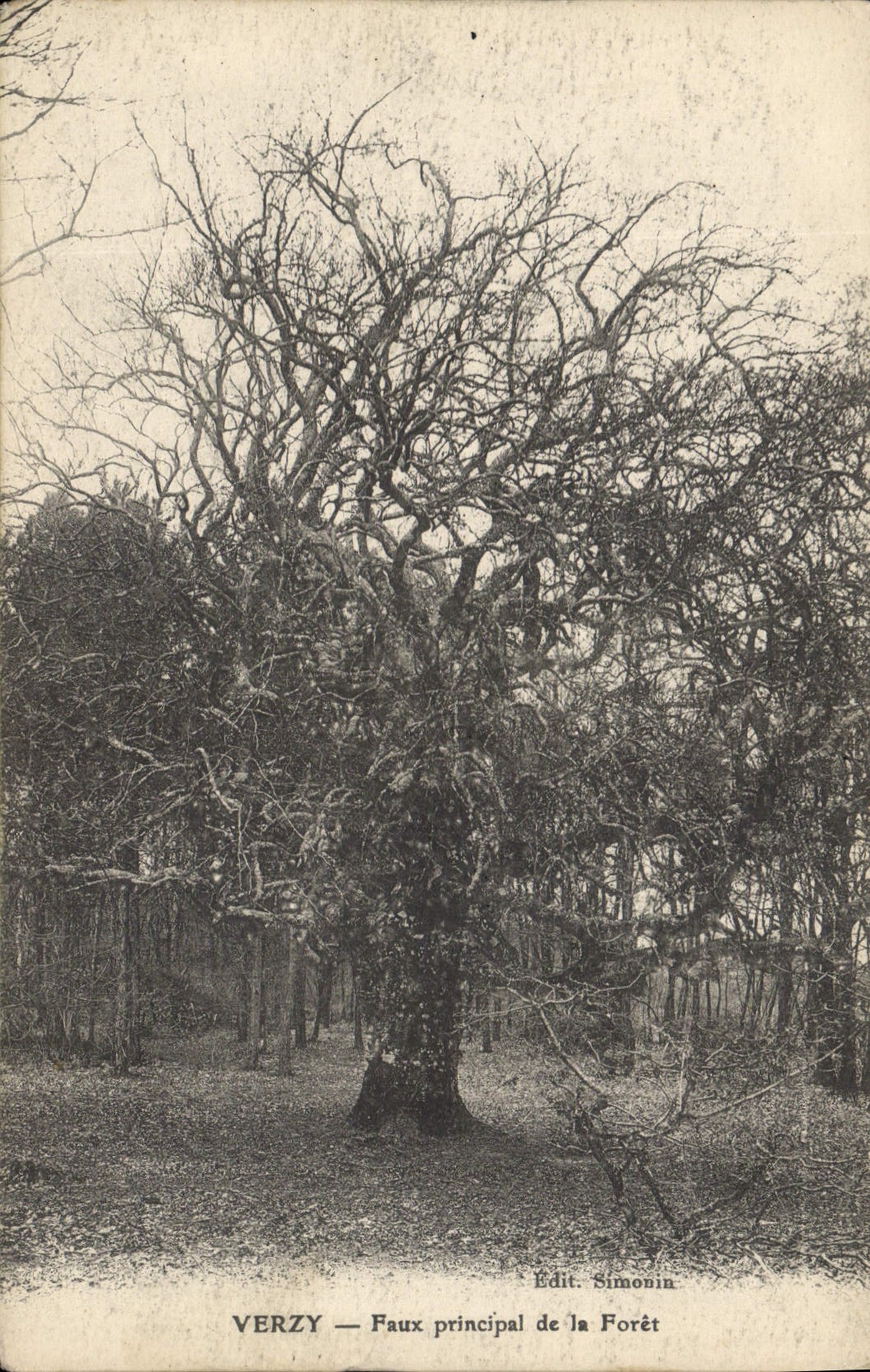 Vintage Postcard principal False Verzy Tree of the drill
