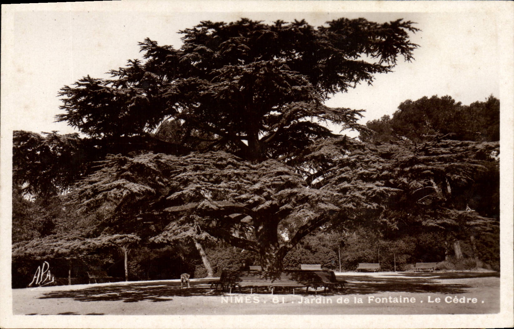 Vintage Postcard Nimes Tree the cedar Garden of the fountain