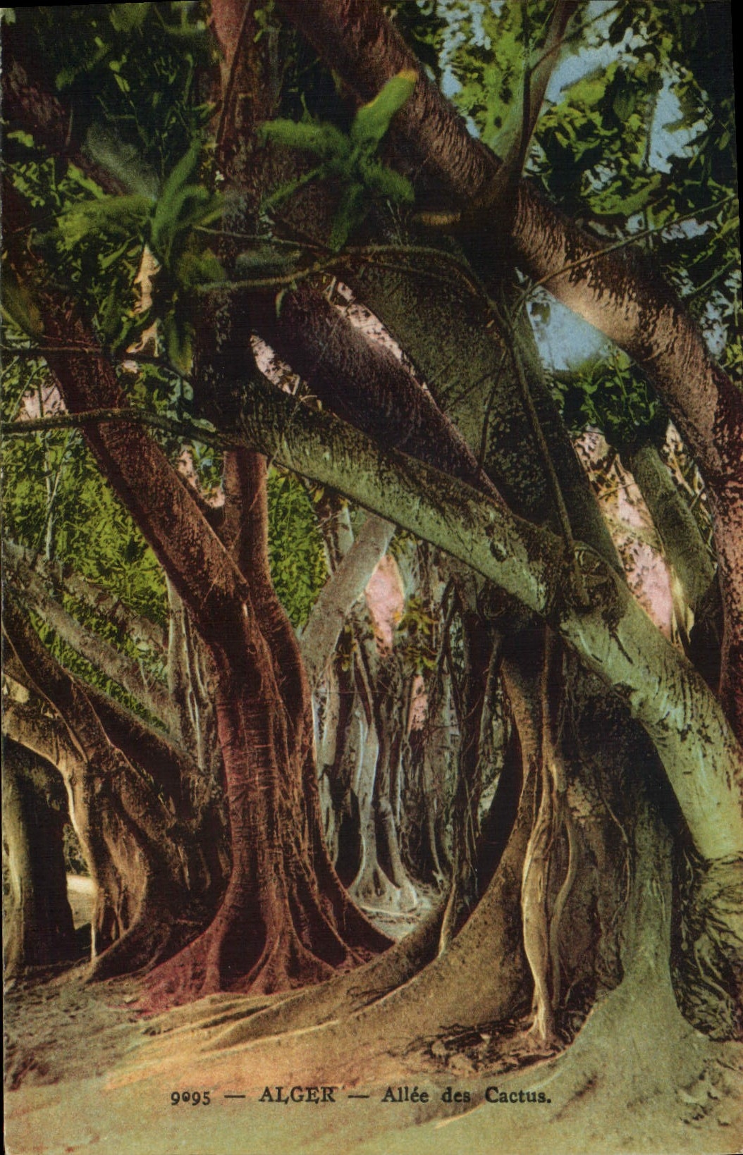 Vintage Postcard Algiers Tree Gone from the cacti