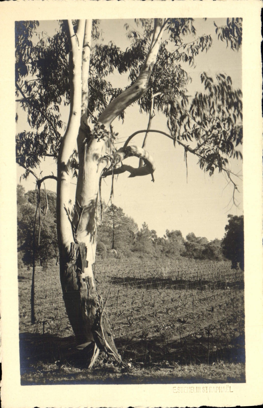 Vintage Postcard Tree St Raphael