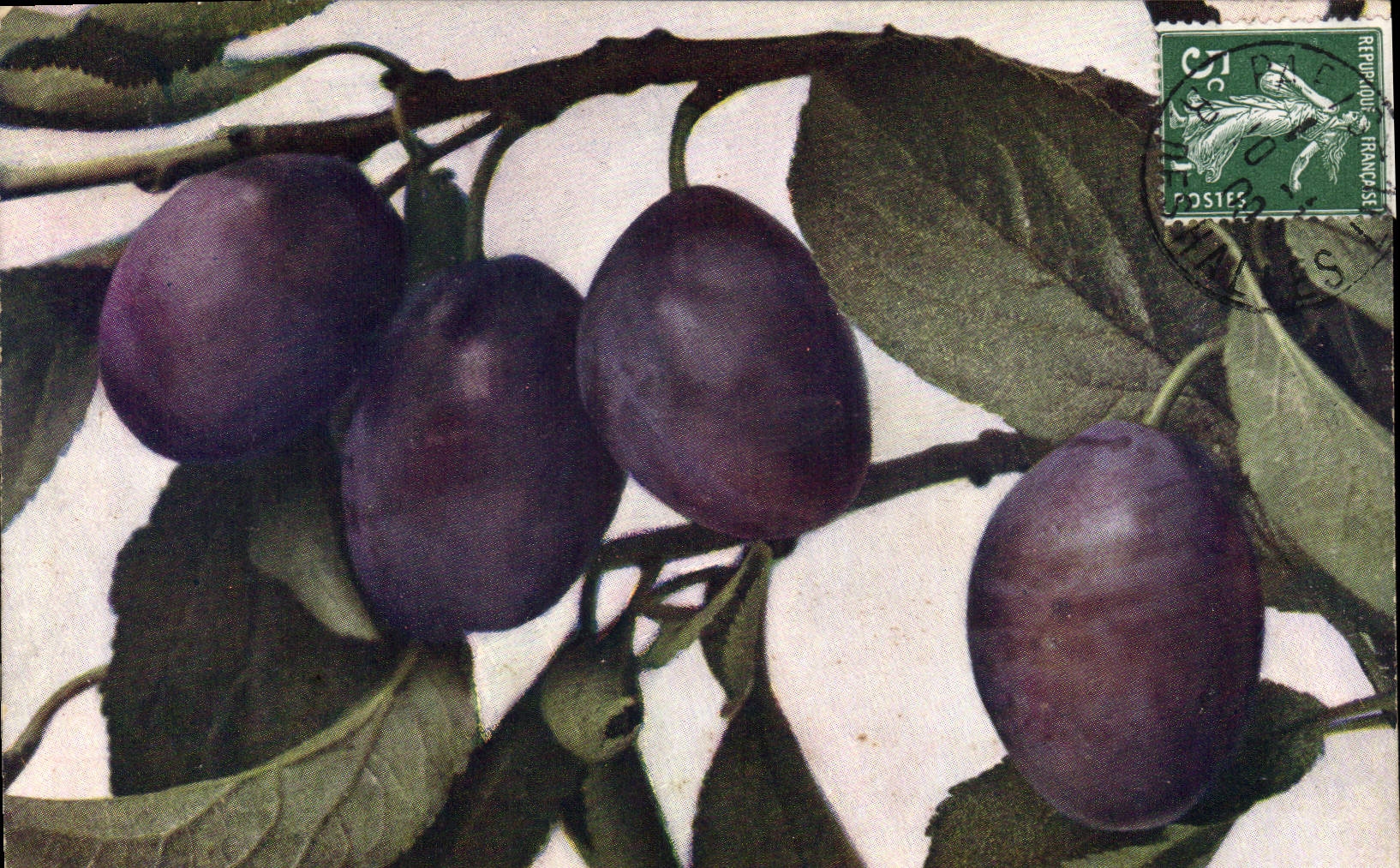 Vintage Postcard Fantasy Flowers Plums