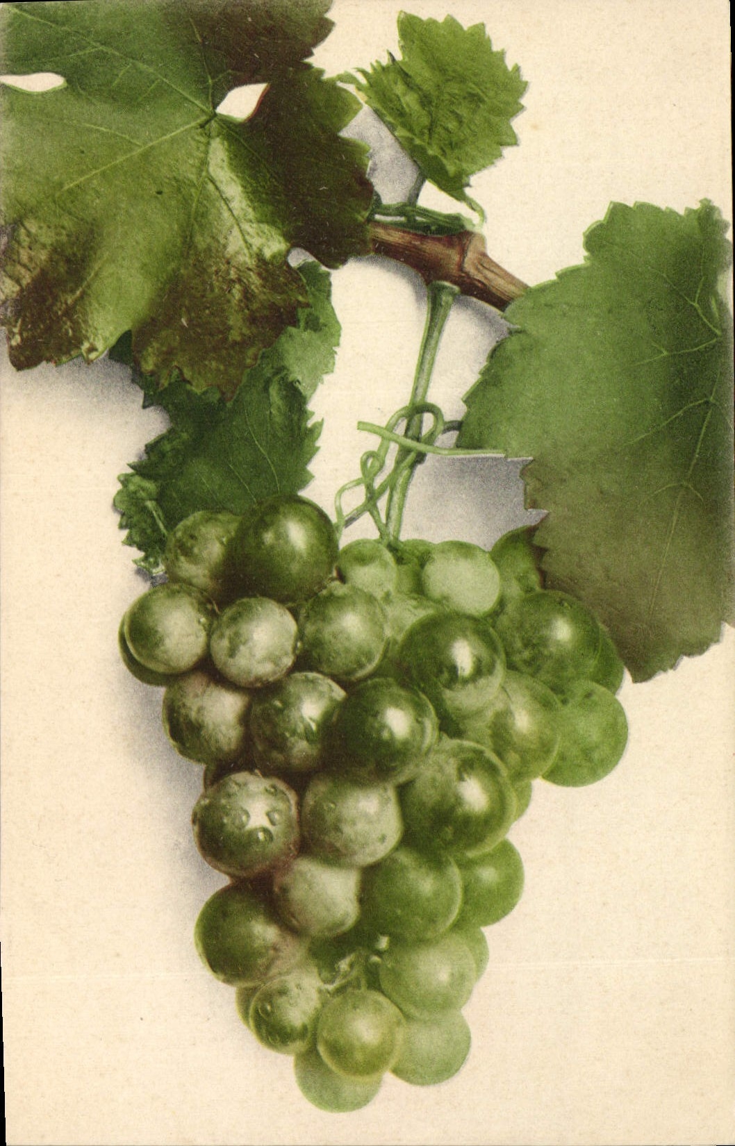 Vintage Postcard Fantasy Flowers Grapes