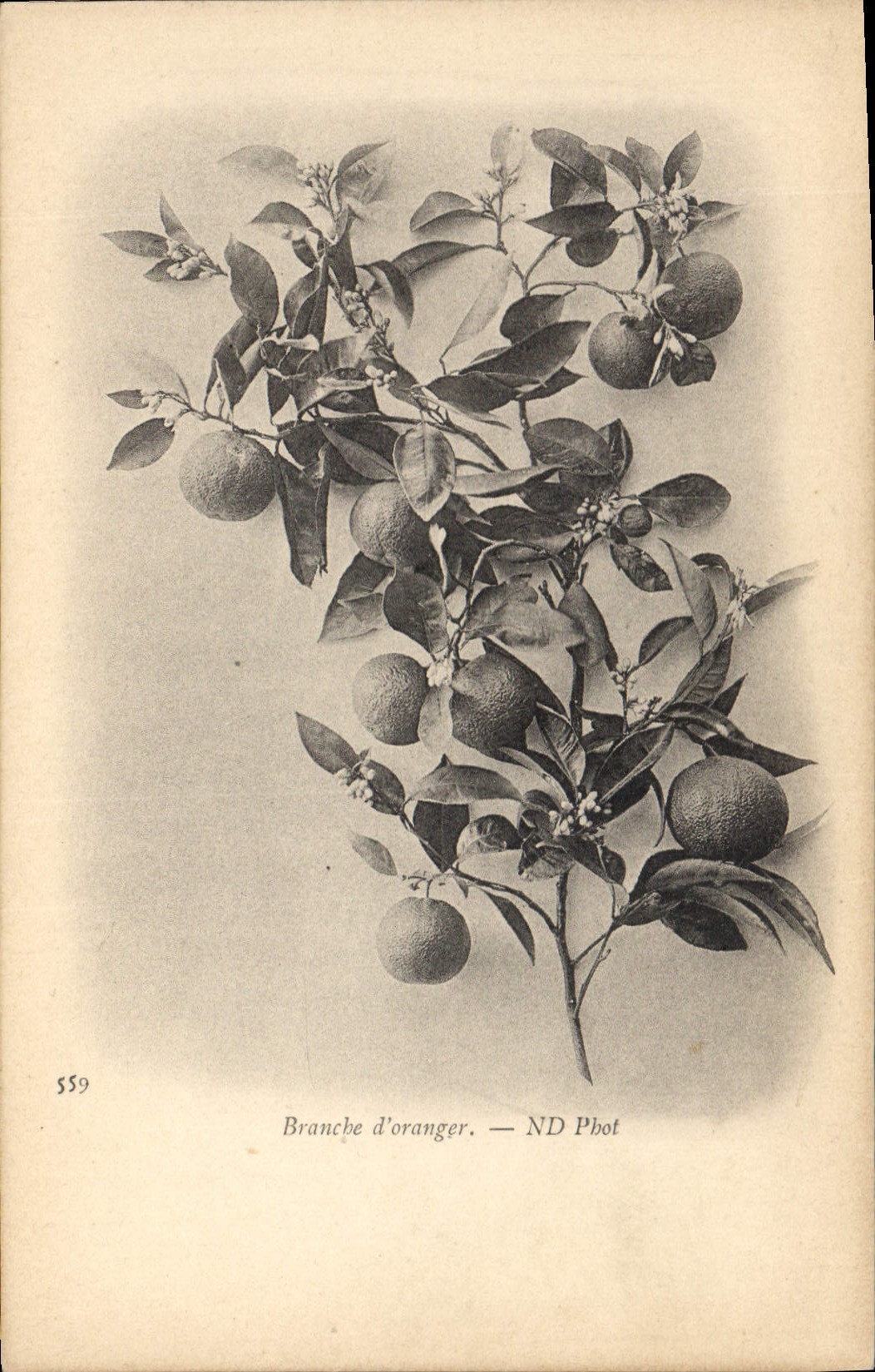 Vintage Postcard Fantaisie Flowers Connects orange tree