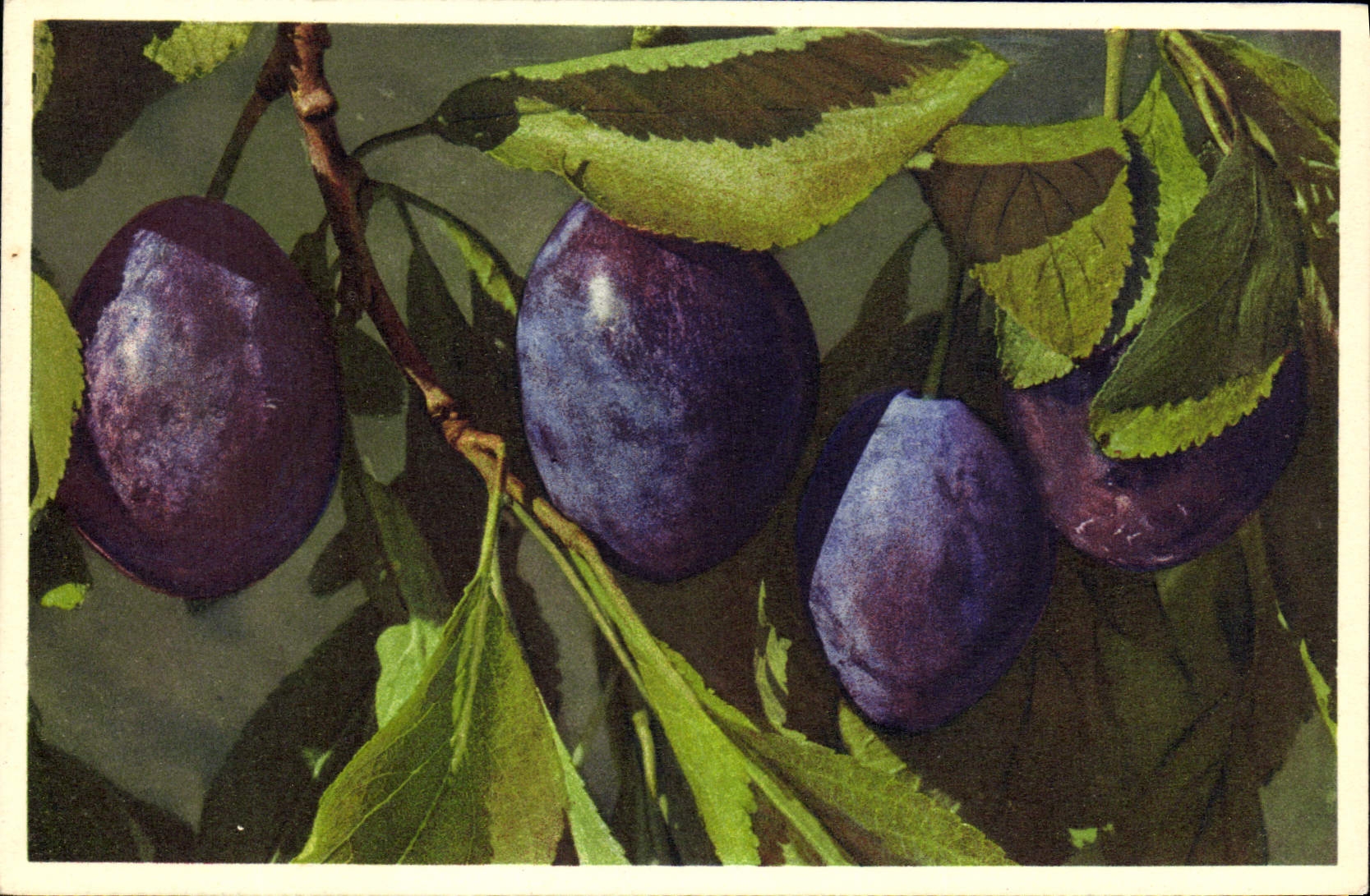 Vintage Postcard Fantasy Flowers Prune